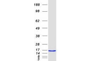 Validation with Western Blot