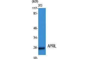 Western Blot (WB) analysis of specific cells using APRIL Polyclonal Antibody. (TNFSF13 抗体  (Internal Region))