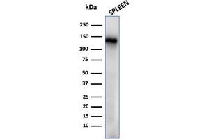 Western Blot Analysis of human Spleen tissue lysate using CD68 Recombinant Mouse Monoclonal Antibody (rLAMP4/824). (Recombinant CD68 抗体)