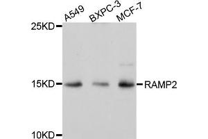 Western blot analysis of extracts of various cell lines, using RAMP2 antibody (ABIN5971573) at 1/1000 dilution. (RAMP2 抗体)
