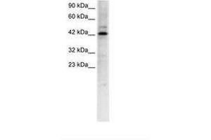 Image no. 1 for anti-Transcription Factor-Like 5 (Basic Helix-Loop-Helix) (TCFL5) (AA 219-268) antibody (ABIN6735773) (TCFL5 抗体  (AA 219-268))