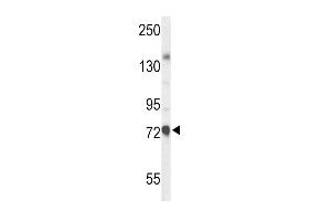 Western blot analysis of CHAT Antibody (N-term) (ABIN653544 and ABIN2842929) in mouse liver tissue lysates (35 μg/lane). (Choline Acetyltransferase 抗体  (N-Term))