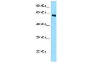 Image no. 1 for anti-APC Membrane Recruitment Protein 2 (AMER2) (N-Term) antibody (ABIN6748285) (AMER2 抗体  (N-Term))