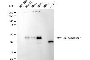 Western blotting analysis using NK2 homeobox 1 antibody (ABIN7799606). (Recombinant NKX2-1 抗体)