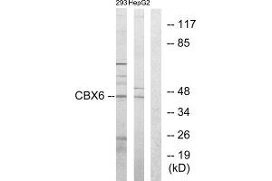 Western blot analysis of extracts from 293 cells and HepG2 cells, using CBX6 antibody. (CBX6 抗体  (N-Term))