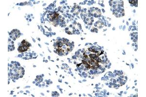 LIG4 antibody was used for immunohistochemistry at a concentration of 4-8 ug/ml to stain Epithelial cells of pancreatic acinus (lndicated with Arrows) in Human Pancreas. (LIG4 抗体  (N-Term))