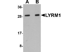 Western Blotting (WB) image for anti-LYR Motif Containing 1 (LYRM1) (Middle Region) antibody (ABIN1030991) (LYRM1 抗体  (Middle Region))