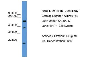 WB Suggested Anti-SPINT2  Antibody Titration: 0. (SPINT2 抗体  (Middle Region))
