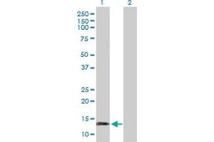 Western Blot analysis of SNCG expression in transfected 293T cell line by SNCG MaxPab polyclonal antibody. (SNCG 抗体  (AA 1-127))