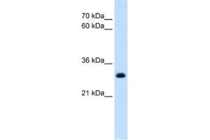 Western Blotting (WB) image for anti-T-Cell Acute Lymphocytic Leukemia 1 (TAL1) antibody (ABIN2463873) (TAL1 抗体)