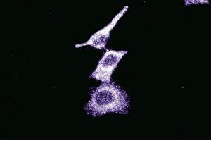Immunofluorescence staining of HeLa cells (Human cervical epitheloid carcinoma, ATCC CCL-2. (BIRC6 抗体  (AA 372-571))