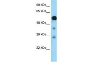 Image no. 1 for anti-Neurofibromin 2 (NF2) (AA 357-406) antibody (ABIN6748185) (Merlin 抗体  (AA 357-406))