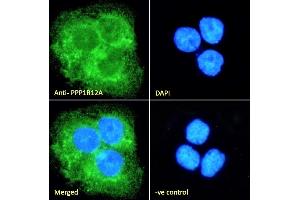 Immunofluorescence (IF) image for anti-Myosin Phosphatase, Target Subunit 1 (PPP1R12A) (C-Term) antibody (ABIN6391349)