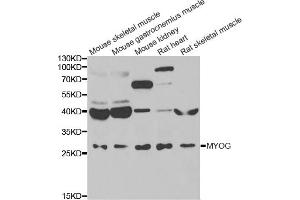 Western blot analysis of extracts of various cell lines, using MYOG antibody (ABIN5974015) at 1/1000 dilution. (Myogenin 抗体)