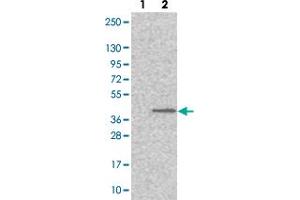 Western blot analysis of Lane 1: Negative control (vector only transfected HEK293T lysate). (MFSD5 抗体)