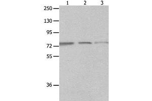 Western Blot analysis of A549, Jurkat and 293T cell using MAGED1 Polyclonal Antibody at dilution of 1:1200 (MAGED1 抗体)