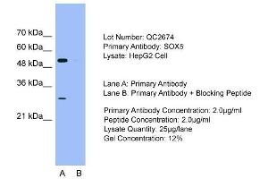 Host: Rabbit  Target Name: SOX5  Sample Tissue: HepG2 cell lysatesLane A:  Primary Antibody Lane B:  Primary Antibody + Blocking Peptide Primary Antibody Concentration: 2. (SOX5 抗体  (C-Term))