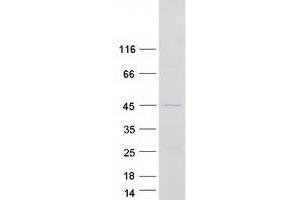 Western Blotting (WB) image for Replication Factor C (Activator 1) 3, 38kDa (RFC3) (Transcript Variant 1) protein (Myc-DYKDDDDK Tag) (ABIN2730776)