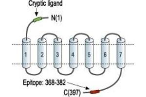 Representative domain view of the target of ABIN7235150. (Coagulation Factor II (thrombin) Receptor-Like 1 (F2RL1) Peptide)