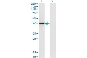 Western Blotting (WB) image for anti-Modulator of Apoptosis 1 (MOAP1) (AA 1-351) antibody (ABIN528534)