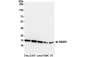 anti-N(alpha)-Acetyltransferase 50, NatE Catalytic Subunit (NAA50) (AA 119-169) antibody