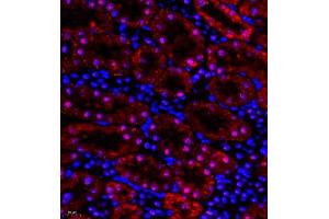 Immunofluorescence of paraffin embedded rat kidney using HOXC9 (ABIN7074251) at dilution of 1:650 (400x lens) (HOXC9 抗体)