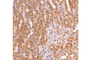 Immunohistochemical staining of mouse kidney using AP30889PU-N at 2 μg/ml.