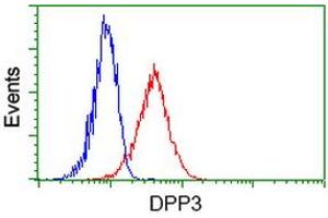 Image no. 2 for anti-Dipeptidyl-Peptidase 3 (DPP3) antibody (ABIN1497828) (DPP3 抗体)
