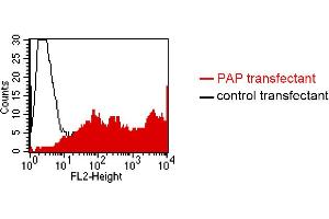 FACS analysis of BOSC23 cells using LT-3D1. (ACPP 抗体)