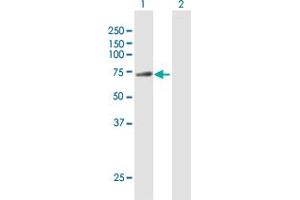Western Blot analysis of DNAI2 expression in transfected 293T cell line by DNAI2 MaxPab polyclonal antibody. (DNAI2 抗体  (AA 1-593))