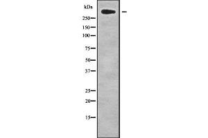 Western blot analysis of CHD8 using HepG2 whole cell lysates (CHD8 抗体  (C-Term))