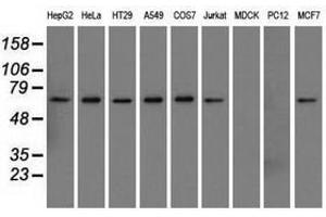 Image no. 2 for anti-Sorting Nexin 9 (SNX9) antibody (ABIN1501046)