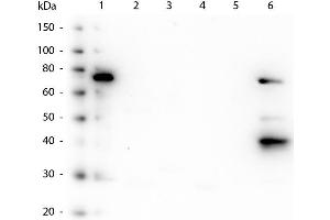 Western Blot of Mouse anti-Human IgM Fc5µ antibody. (小鼠 anti-人 IgM (Fc5mu Region) Antibody)