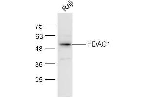 Raji lysates probed with HDAC1/HD1 Polyclonal Antibody, unconjugated  at 1:300 overnight at 4°C followed by a conjugated secondary antibody at 1:10000 for 60 minutes at 37°C. (HDAC1 抗体  (AA 381-482))