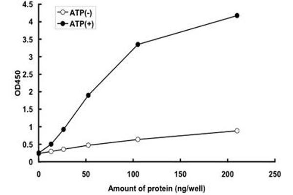 STK39 Protein (AA 1-545) (GST tag)