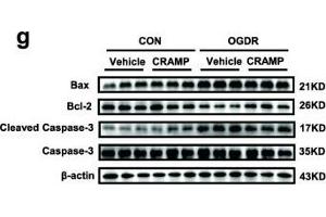 CRAMP is reduced in cardiac ischemia/reperfusion (I/R) injury and prevents cardiomyocyte apoptosis. (BAX 抗体  (AA 1-100))