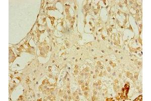 Immunohistochemistry of paraffin-embedded human adrenal gland tissue using ABIN7167447 at dilution of 1:100 (Receptor Accessory Protein 4 抗体  (AA 78-257))