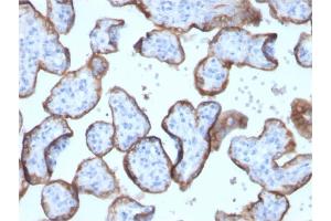 Formalin-fixed, paraffin-embedded human placenta stained with PLAP Rabbit Recombinant Monoclonal Antibody (ALPP/2899R). (Recombinant PLAP 抗体)
