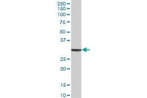 ANXA5 MaxPab polyclonal antibody. (Annexin V 抗体  (AA 1-320))