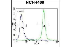 Flow cytometric analysis of NCI-H460 cells (right histogram) compared to a negative control cell (left histogram). (MST1 抗体  (C-Term))