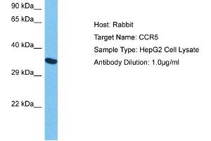 Western Blotting (WB) image for anti-Chemokine (C-C Motif) Receptor 5 (CCR5) (Middle Region) antibody (ABIN2779385)