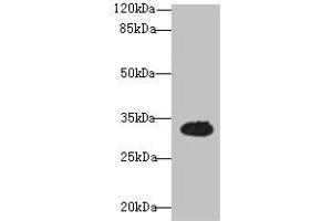 Western blot All lanes: OSER1 antibody at 3 μg/mL + Mouse liver tissue Secondary Goat polyclonal to rabbit IgG at 1/10000 dilution Predicted band size: 32 kDa Observed band size: 32 kDa (OSER1 抗体  (AA 1-292))