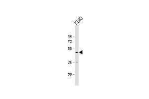 Anti-RN Antibody (Center) at 1:1000 dilution + K562 whole cell lysate Lysates/proteins at 20 μg per lane. (RNF133 抗体  (AA 245-271))
