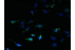 Immunofluorescent analysis of U251 cells using ABIN7169587 at dilution of 1:100 and Alexa Fluor 488-congugated AffiniPure Goat Anti-Rabbit IgG(H+L) (SFXN2 抗体  (AA 1-99))