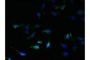 Immunofluorescent analysis of U251 cells using ABIN7169587 at dilution of 1:100 and Alexa Fluor 488-congugated AffiniPure Goat Anti-Rabbit IgG(H+L)
