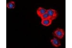 Immunofluorescent analysis of BID staining in RAW264.