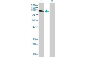 Western Blot analysis of SLC26A2 expression in transfected 293T cell line by SLC26A2 MaxPab polyclonal antibody. (SLC26A2 抗体  (AA 1-739))