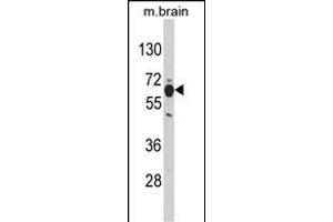 Western blot analysis of PHGDH Antibody (N-term) (ABIN389483 and ABIN2839543) in mouse brain tissue lysates (35 μg/lane). (PHGDH 抗体  (N-Term))