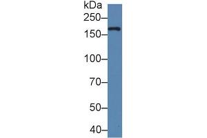 Western blot analysis of Cow Milk, using Human XDH Antibody (5 µg/ml) and HRP-conjugated Goat Anti-Rabbit antibody ( (XDH 抗体  (AA 1-300))
