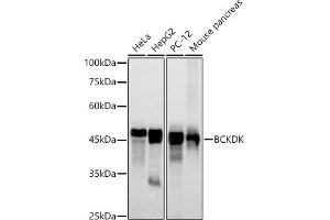 Western blot analysis of extracts of various cell lines, using BCKDK antibody (ABIN7265920) at 1:500 dilution. (BCKDK 抗体)